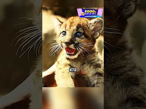 Миленькие и страшные котики😂 #кино #фильм #комедия # моменты #shorts