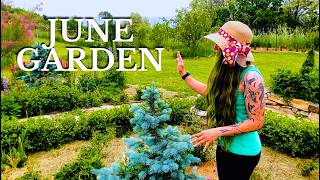 My Garden In June  So Much Has Changed This Month 