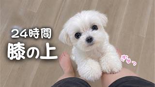 24時間抱っこを求め続ける愛犬との1日が大変すぎた