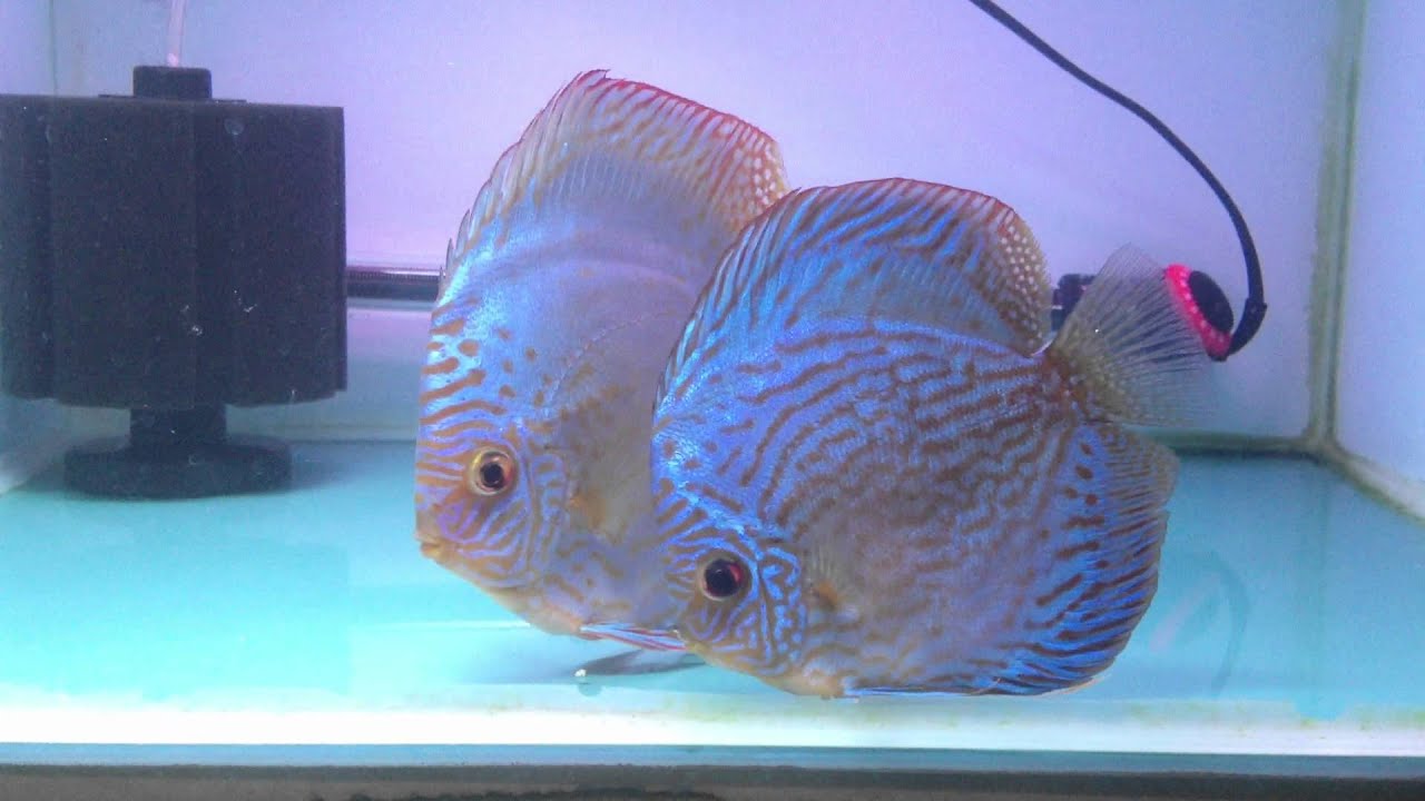 Blue Discus fish nz YouTube