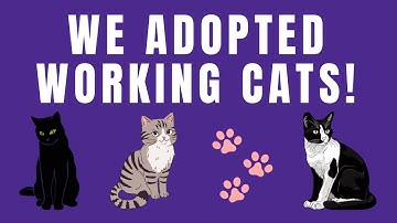 Adopting Working Cats from the Humane Society | Barn Cats for Pest Control 