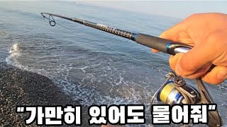 새로운 서프루어 채비!헬조법으로 다!잡는다 근데..가만히 있어도 물어주는데?