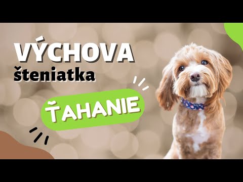 Video: Ako vycvihnúť svojho psa na kôra na velenie