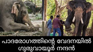 Pray for Guruvayur Nandan elephant | Guruvayur Nandan elephant