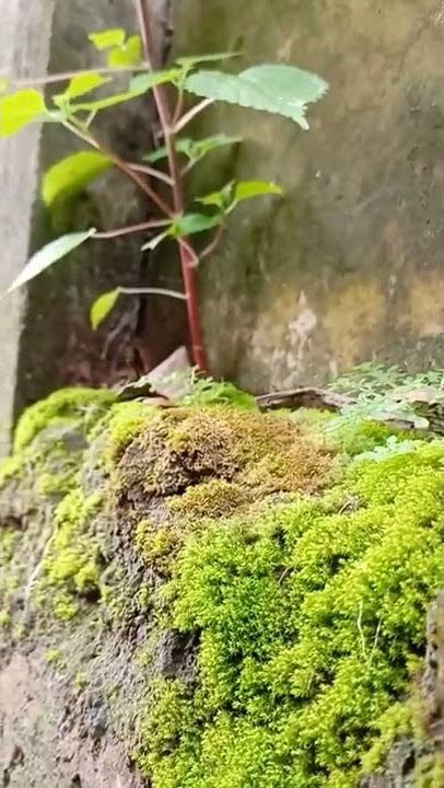 MENTAHAN POLOSAN CINEMATIC LUMUT VIRAL|STORY WA|LUMUT🍀TIKTOK