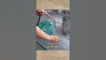 Giấc mơ nàng tiên cá của mèo con