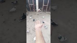 I Love You White Pigeon