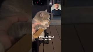 Кошка стала агрессивной после переезда