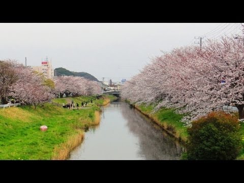 矢那川の桜並木 矢那川公園 千葉県木更津市 13年3月24日 Youtube