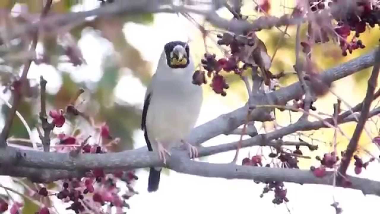 ムビる04459 ikaru - Japanese Grosbeak 