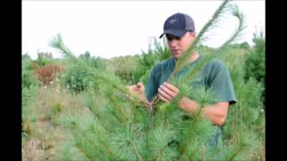 About Our White Pine Trees and How fast They Grow   ,,,