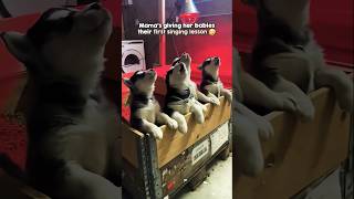 One Woofer Four Sub Woofers