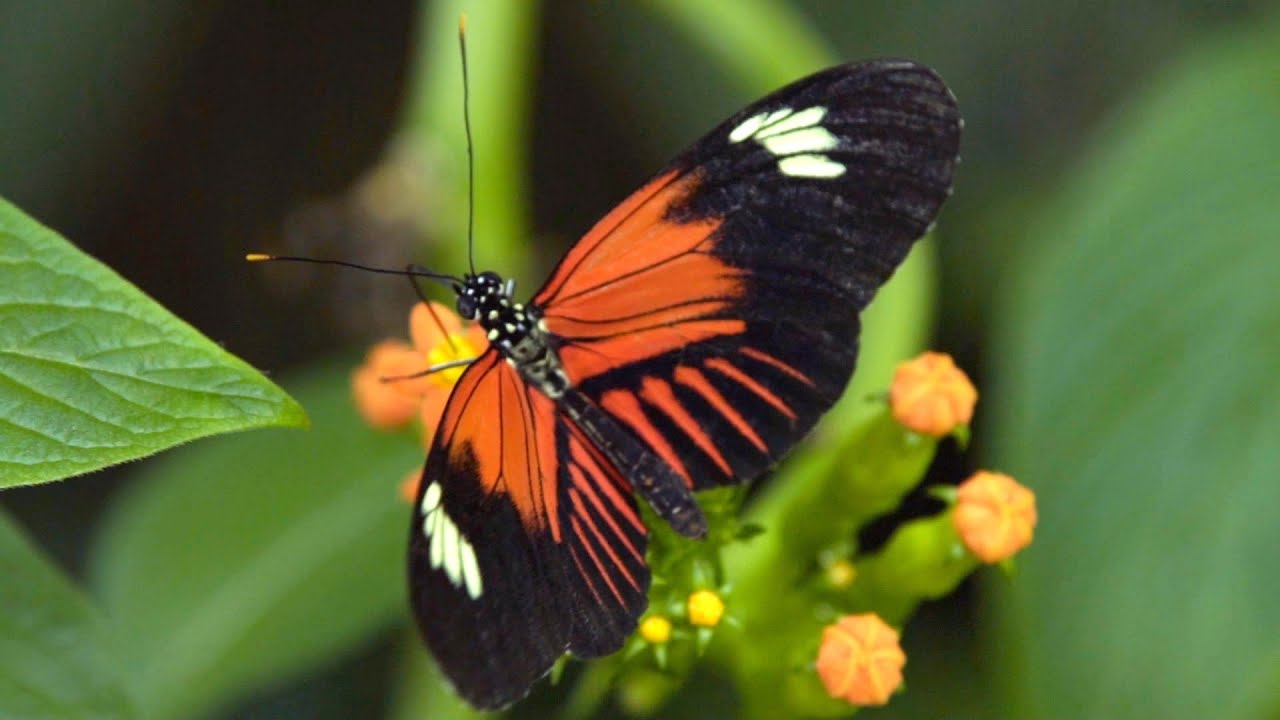Watch Chrysalis on YouTube Watch Chrysalis on YouTube