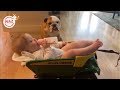 Dog protects Baby - Kids and Dogs best friends