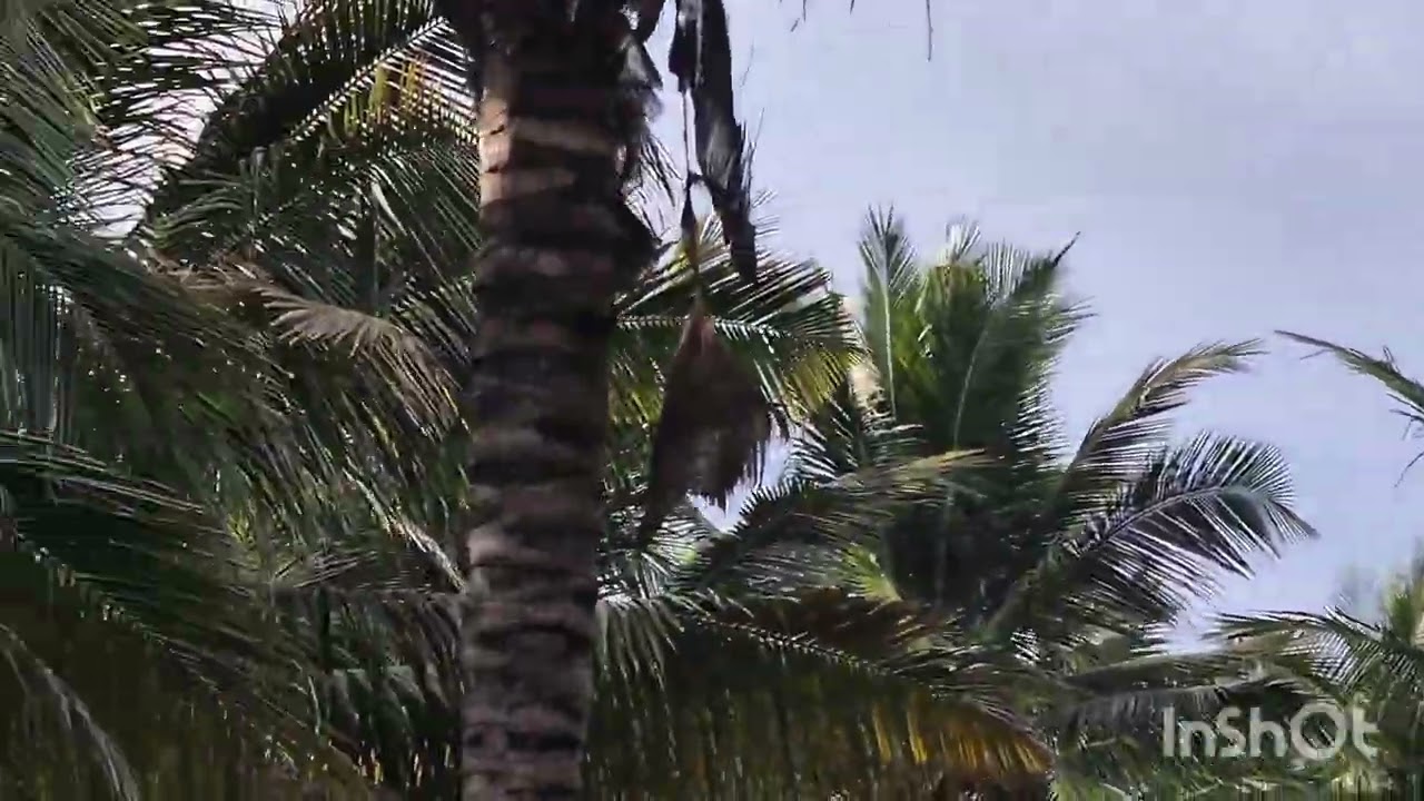 பல்லடம் TO தாராபுரம் பைபாஸ் அருகில் 6km குண்டடம் ஏரியாவில் 3 ஏக்கர் 30 சென்ட் தென்னந்தோப்பு விற்பனை.