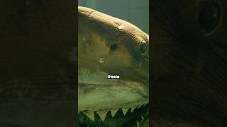 Rosie the shark 🦈 screenshot 5