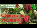 Когда правильно обрезать любую малину?