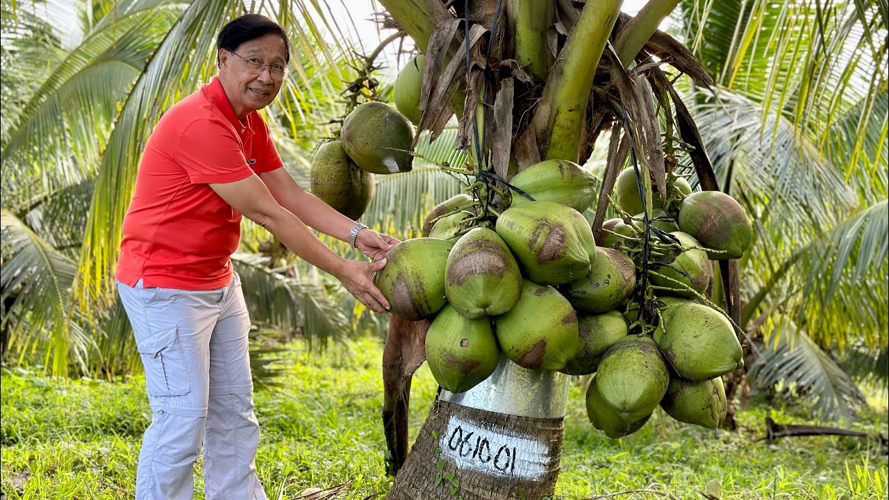 Sila pala ang Legit Source ng Hybrid Dwarf Coconut na Grabe Mamunga!