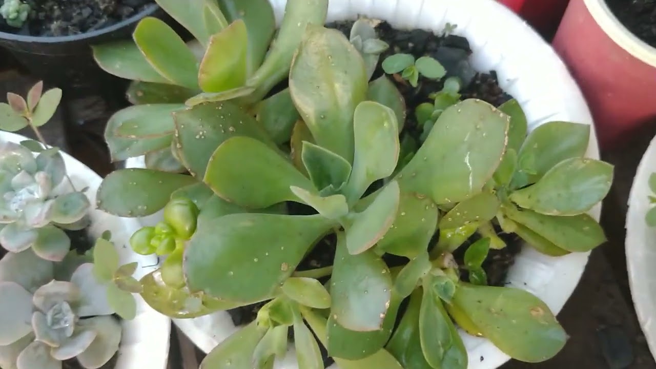 Tive que  replantar algumas porque despencou alguns caixotes!🙊🙊🙊