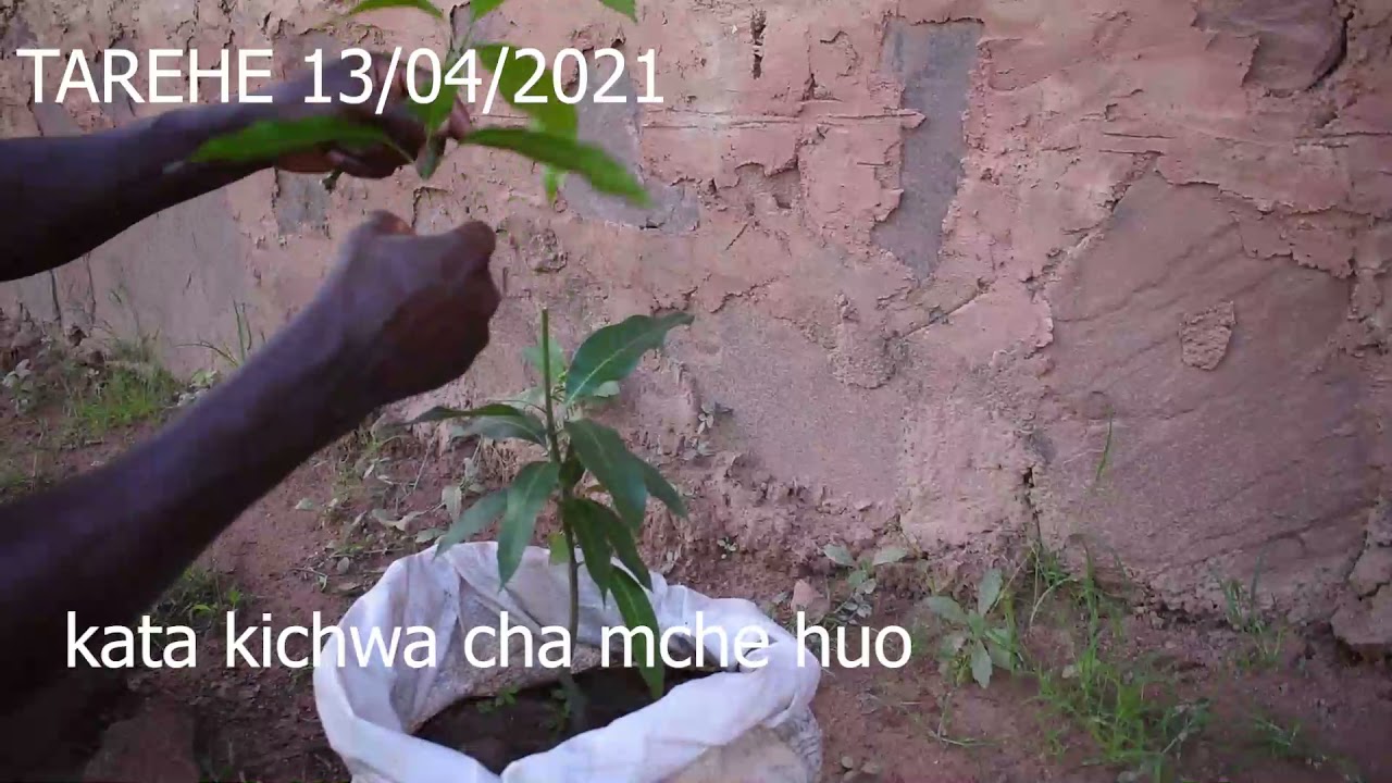 ANDAA MIEMBE YA KISASA MWENYEWE  HAPO NYUMBANI KWAKO INAYOZAA NDANI YA MIAKA2.