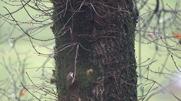 Tree Creeper Feeding