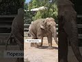 Cлониха Путри из Tashkent Zoo