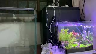 CHIHIROS A SERIES II MAX brightness test vs cheap $50 aquarium light
