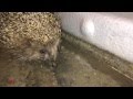 злой ёжик - angry hedgehog - night guest