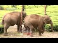 Kerala munnar elephant live   pva traveling vlog  anuabi editz 