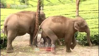 Kerala Munnar elephant Live video | PVA Traveling vlog | AnuAbi Editz |