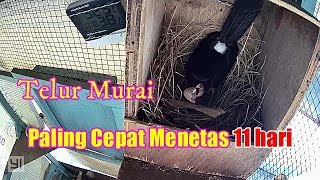 Pengeraman 11 hari telur menetas!! Faktor cuaca & pengalaman indukan sangat berpengaruh