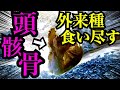 特定外来生物を骨まで全部エサにする！(後編)