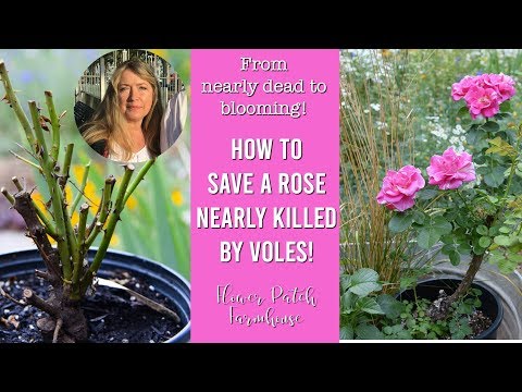 Roses: Save a Dying Rose Bush Plant (easy and effective)!