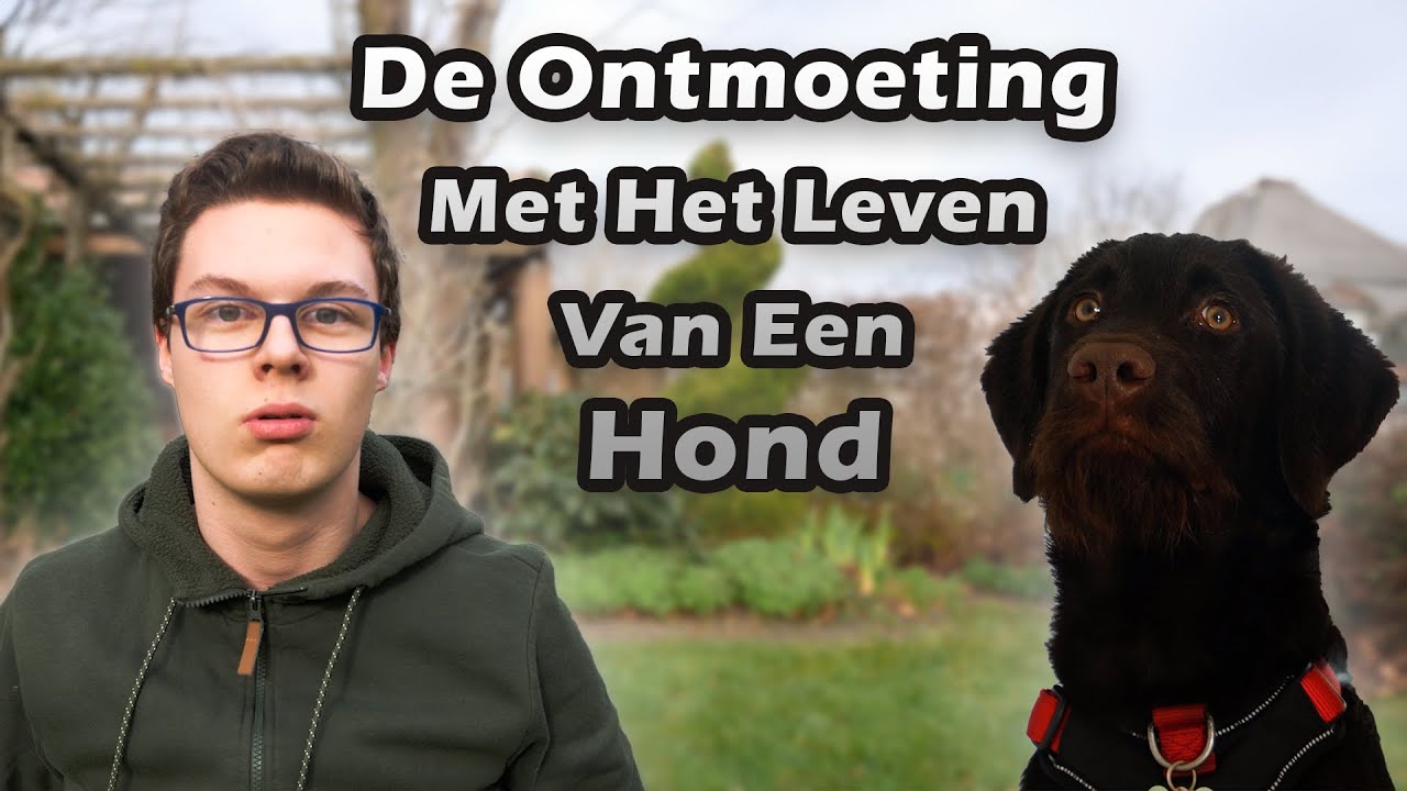 De Ontmoeting Met Het Leven Van Een Hond (feat. @xd_Joliss) - YouTube