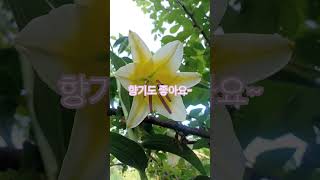 7년생 연 노란색 이쁜 백합 #시골집정원 #시골집일상 #향기좋은백합 #cottagegarden  #shorts
