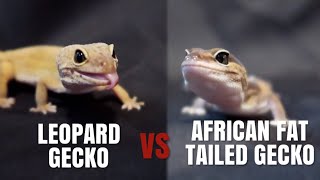 Leopard Geckos VS African Fat Tailed Geckos! | Are They The Same?