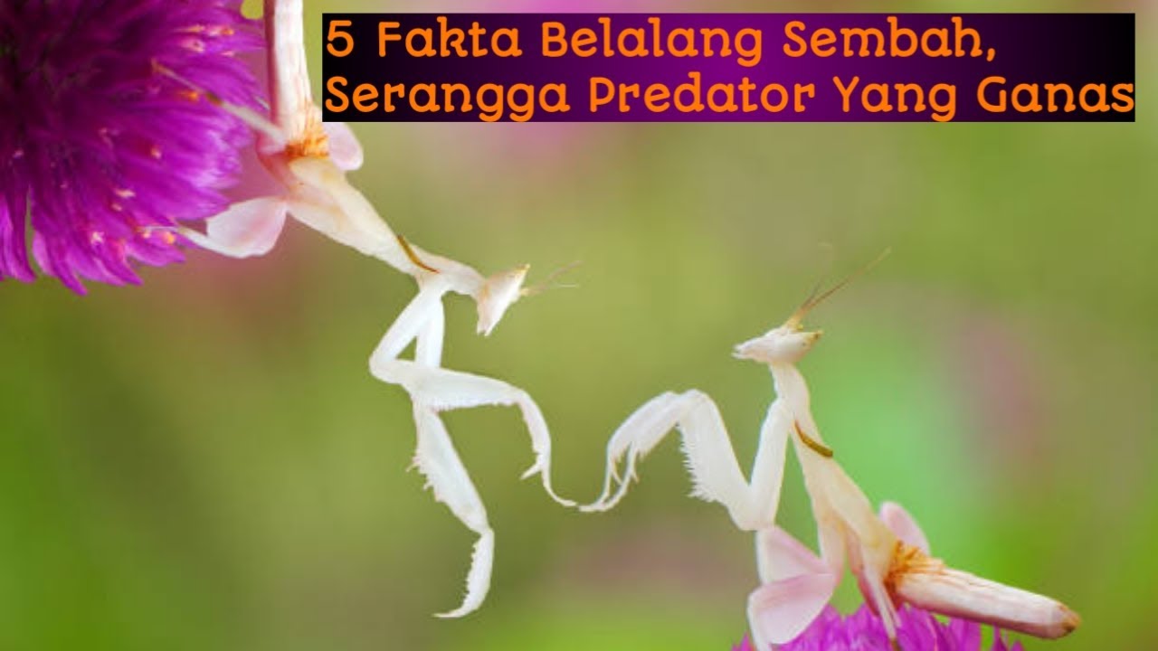 BELALANG SEMBAH | ROtv | FAKTA UNIK DI INDONESIA | FAKTA UNIK DUNIA