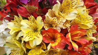 Growing & Cutting Alstroemeria Flowers