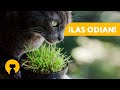 10 PLANTAS que más ODIAN los GATOS 🌺🙀 ¡Desagradables y Tóxicas!