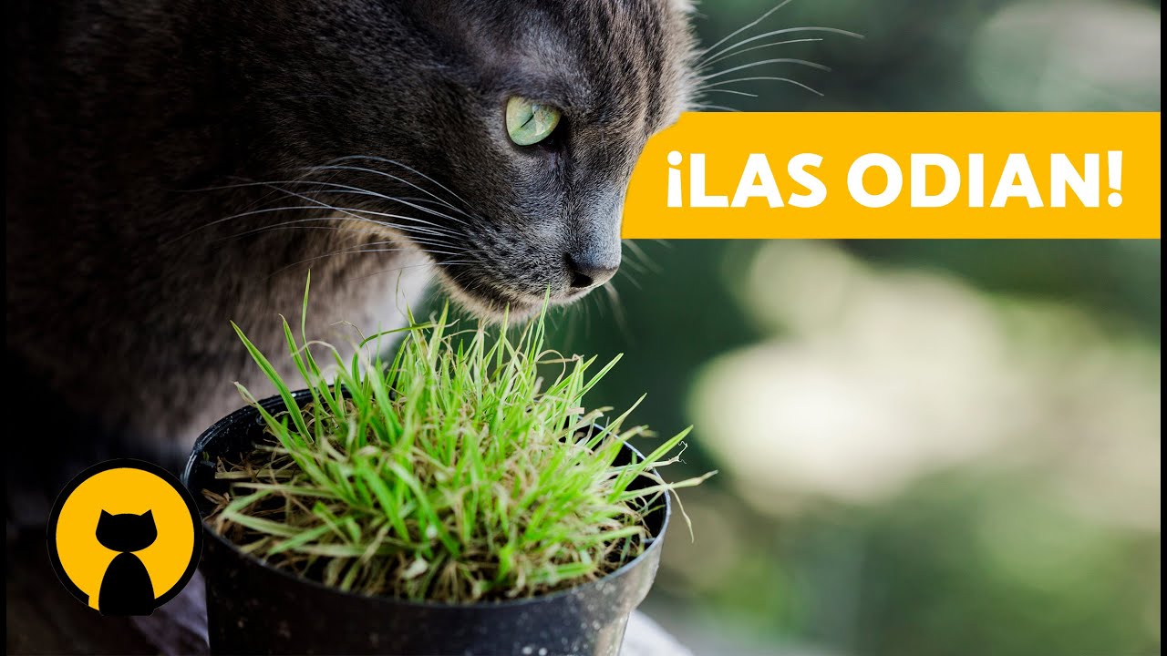 10 PLANTAS que más ODIAN los GATOS 🌺🙀 ¡Desagradables y Tóxicas! 