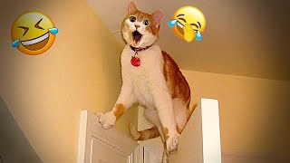 🐶😆 So Funny! Funniest Cats and Dogs 2024 😹🤣 New Funny Animals 2024 #15