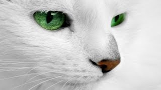 Green Eyed Cats Pics Part 1 | Cats in Pics by Cats in Pics 3,804 views 10 years ago 3 minutes, 23 seconds