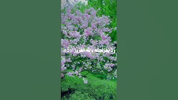 سورة فاطر 🌳🍃 #quran #اجر_لي_ولك #القرآن_الكريم #راحة_نفسية #سورة_فاطر