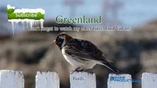 Greenland Birds - Groenlandse Vogels