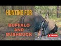 Hunting for Buffalo and Bushbuck