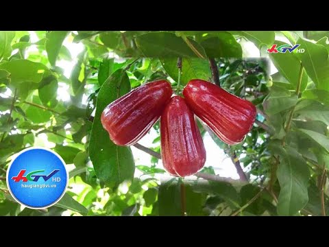 Video: Chăm sóc Anh đào Blackgold: Điều kiện phát triển của Cherry ‘Blackgold’