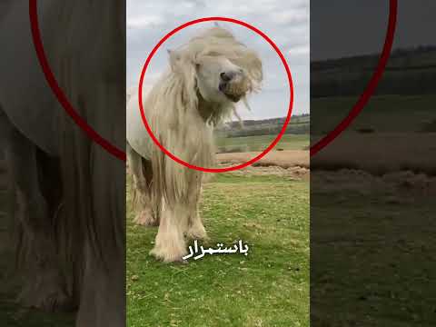 لم أكن أعتقد أن شعر الحصان يمكن أن يطول لهذا الحد