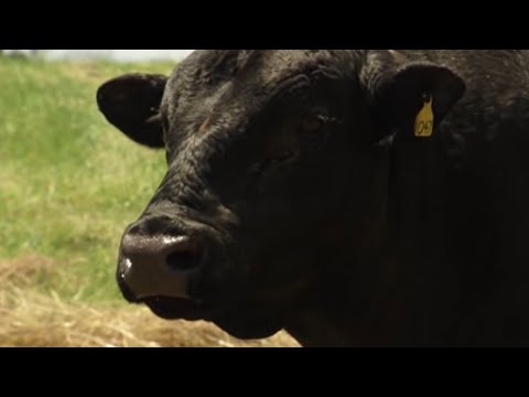 dairy cow ElectroJac 6, Breeding Soundness Exam