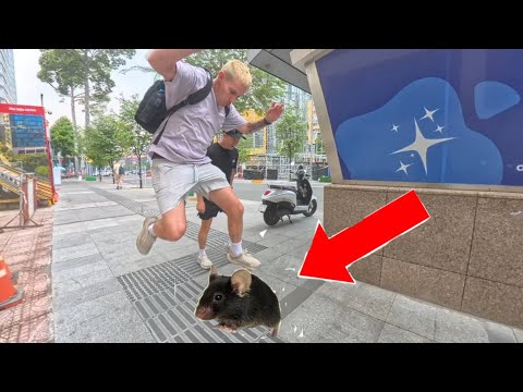 Street prank involving a fake mouse, meeting someone who loves it.