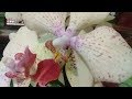 "ПЛАНЕТА ЛЕТА"т.ц. Краснодар-орхидеи,грунт,удобрения для орхидей